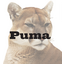 puma-biotechnology logo